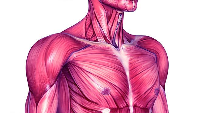 Musculoskeletal health | Annex Naturopathic Doctors Clinic Toronto