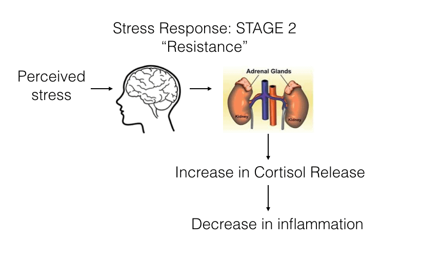 Stress-Respone-Stage2-Annex-Naturopathic-Clinic-Toronto-Naturopathic-Doctor-in-the-Annex.jpg