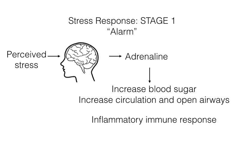 Stress-Response-Stage1-Annex-Naturopathic-Clinic-Toronto-Naturopathic-Doctor-in-the-Annex.jpg