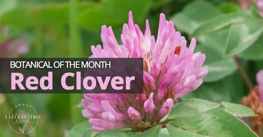 Botanical of the Month - Red Clover | Annex-Naturopathic-Clinic-Toronto-Naturopathic-Doctor
