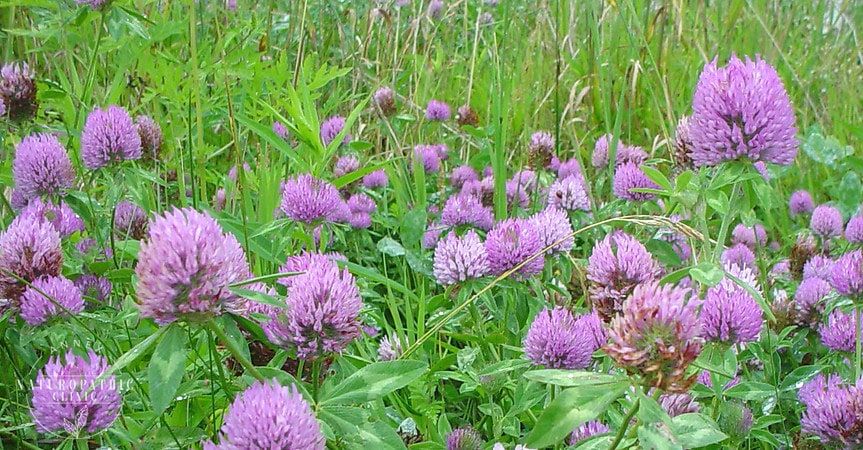 Field of Red Clover | Annex-Naturopathic-Clinic-Toronto-Naturopathic-Doctor