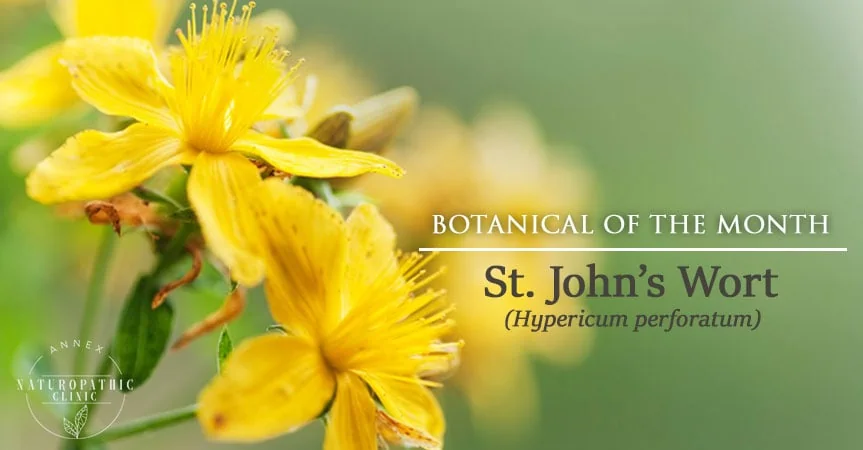 St. John's Wort | Annex Naturopathic Clinic | Toronto Naturopath