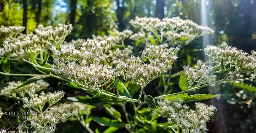 Botanical Medicine Wild Boneset | Annex Naturopathic Clinic | Toronto Naturopaths