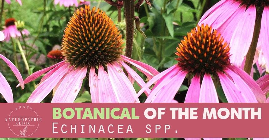 Benefits of Echinacea spp | Annex Naturopathic Clinic | Toronto Naturopaths