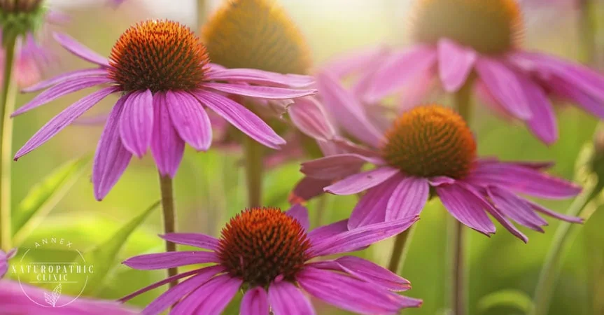 a field of Echinacea spp | Annex Naturopathic Clinic | Toronto Naturopaths