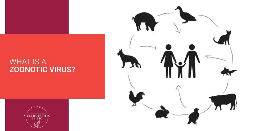 What Is A Zoonotic Virus?
