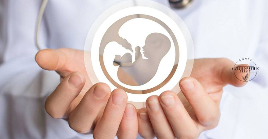 Understanding estrogen and fertility | Annex Naturopathic Clinic | Toronto Naturopathic Doctors