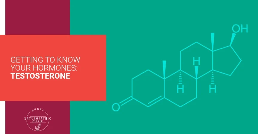 Getting To Know Your Hormones: Testosterone | Annex Naturopathic Clinic | Toronto Naturopathic Doctors