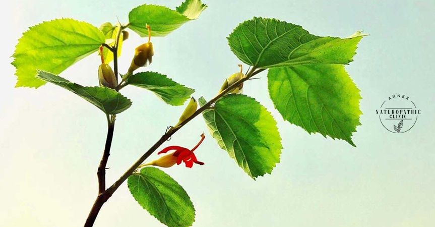how to deal with type 1 diabetes with naturopathic medicine | Annex Naturopathic Clinic | Toronto Naturopathic Doctors