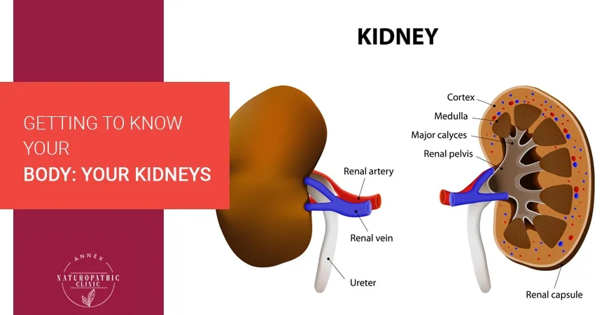 Getting To Know Your Body: Your Kidneys | Annex Naturopathic Clinic | Toronto Naturopathic Doctors
