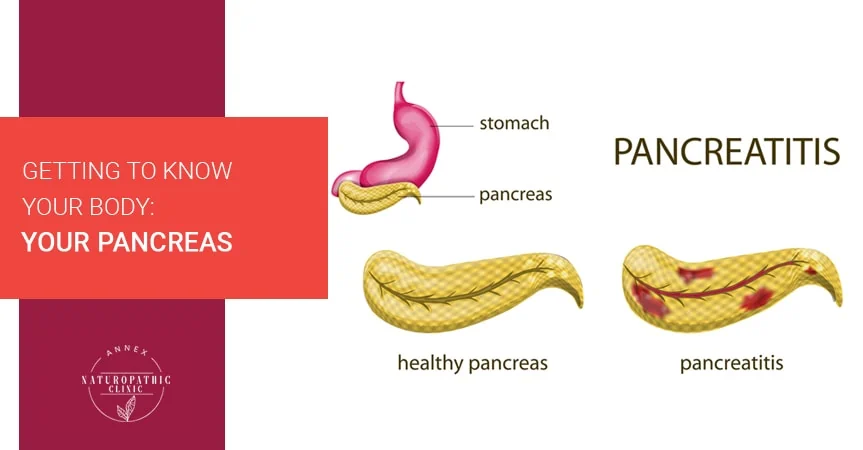 Getting To Know Your Body: Your Pancreas | Annex Naturopathic Clinic | Toronto Naturopathic Doctors