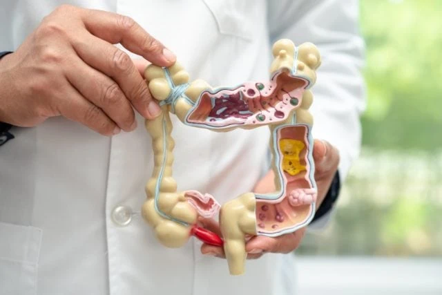 Intestine, appendix and digestive system, doctor holding anatomy